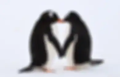Pasangan Penguin Ini Bertindak Lucu Demi Memiliki Anak, Lihat!