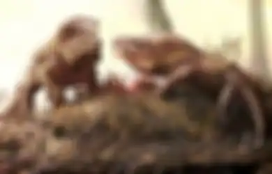 Giginya Seperti Pisau 'Steak:' Buaya Merah Ini Dapat Tumbuh Sepanjang 3 Meter dan Berkeliaran dari Eropa hingga China, Simak Sisa-sisa Eksistensinya