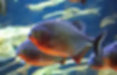 Lompat ke Danau untuk Hindari Sengatan Lebah, Lelaki Ini Justru Diserbu Piranha Ganas yang Tak Terhindarkan