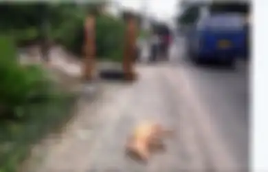 Bangkai Babi Ditemukan di Jalan-jalan, 'Ini Tadi Siang Ditemukan Sekitar Pukul 12.00 Lewat'