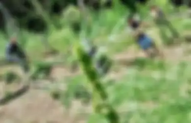 Polisi Temukan Ladang Ganja di Sumatera Utara, Luasnya 7 Hektar dan Nilainya Capai Rp52,5 Miliar