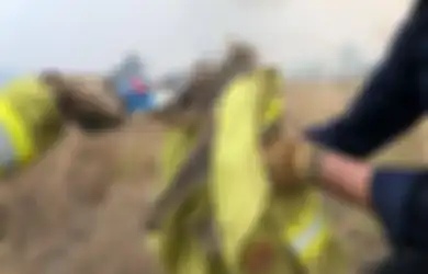 Diperkirakan 1000 Koala Mati dan Menyebabkan Kepunahan Secara Fungsional Akibat Kebakaran Hutan di Australia