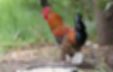 Gegara Kotoran Ayam, Warga Ponorogo Terpaksa Panjat Kursi untuk Keluar Masuk Rumah, 4 Tahun Tak Punya Akses karena Tembok yang Dibangun Menjulang Tinggi oleh Tetangga