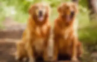 Mau Cepet Match di Dating App? Studi Anjurkan Lo Pasang Foto Anjing