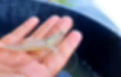 Tak Sengaja Tertusuk Udang Saat Sedang Mencucinya, Tangan Pria Ini Berakhir Mengerikan