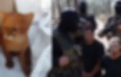 BERITA POPULER: Seorang Pria Diketjutkan oleh Kucing Temuannya yang Ternyata Spesies Lain, Pasukan Militer Meksiko Mundur Hadapi Geng Narkoba