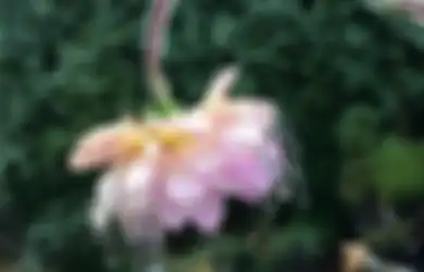 Sering Dikira Editan, Ternyata 10 Foto Ini Benar-benar Asli, Seperti Apa?