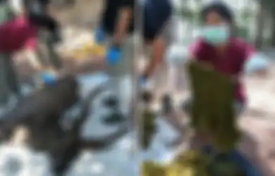 Mati Secara Misterius, Petugas Konservasi Curiga Lalu Bongkar Perut Rusa Ini, Mereka Malah Temukan 7 Kg Benda yang Sering Digunakan Manusia Ini