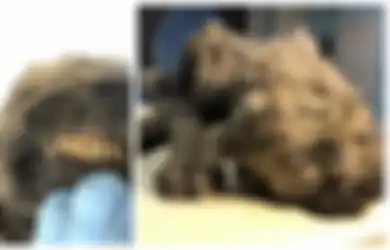Berusia 18.000 Tahun, Jasad Anak Anjing Ini Ditemukan Masih Utuh Lengkap dengan Gigi yang Tajam dan Kumis