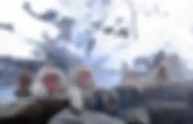 'Cakaran' Monyet Unik Ini Ternyata Sangat Berbahaya, Menularkan Virus Langka Sampai Dapat Melumpuhkan Tubuh dan Otak