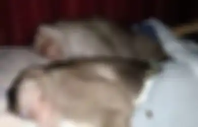 Alangkah Lucunya, Sepasang Monyet Ini Tidur di Ranjang yang Sama, Berpakaian Seperti Manusia, dan Hidup Layaknya Suami Istri, Beginilah 'Kemewahan' Hidupannya
