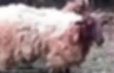 Brutal, Sambil Cekikikan Sekelompok Remaja Ini Tega Memukuli Domba Menggunakan Tongkat Kayu, Batu-bata, dan Merobek Tanduknya, Hakim: Kalian Patut Masuk Penjara