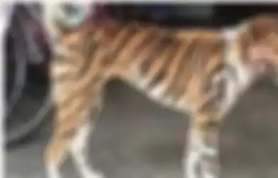 Bulu Anjing Ini Dilukis Garis-garis Hitam Seperti Harimau oleh Pemiliknya, Tak Disangka Inilah Alasan Cerdas di Baliknya