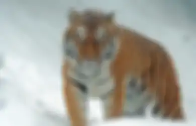 Skenario Terburuk Kebun Binatang Selama Pandemi Covid-19, Ada yang Korbankan Rusa Jadi Santapan Harimau
