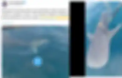 Video Nelayan Selamatkan Hiu Paus dari Lilitan Tali Jadi Viral, Begini Faktanya