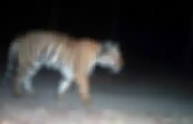 Seekor Harimau Lakukan Perjalanan Sepanjang 1.300 km, Inilah Hal yang Dicari Sebenarnya