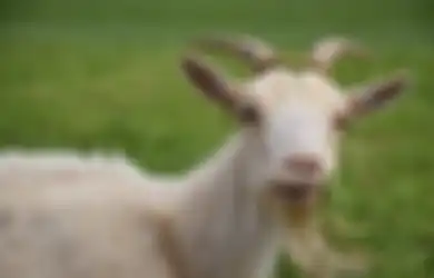 Padahal Cuma Seekor Kambing Hewan Ini Sukses Bikin 40 Tentara Rusia Terluka Akibat Ledakan Granat, Bagimana Bisa Kambing Membuat Militer Rusia Keteteran?