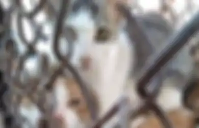 Kasus Kucing Direbus Hidup-hidup Semakin Meningkat: Awas, Ini Efek Mematikan Jika Kita Konsumsi Daging Kucing