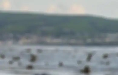 Badai Ini Sangat Kuat Sampai 'Munculkan' Hutan di Bawah Laut Berumur 4.500 Tahun ke Permukaan Lagi, Seperti Apa?
