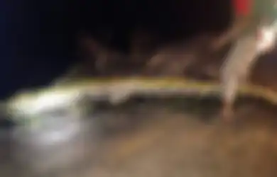 Buaya Sepanjang 4,2 Meter Menjatuhkan Korban, Tulang dan Pakaian Diyakini Milik Pekerja Perkebunan Ini: 'Buaya Sangat Berbahaya'