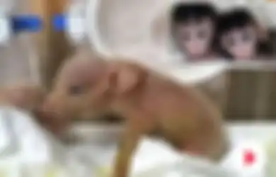 Pertama di Dunia, Hibrida Monyet-Babi Diciptakan di Laboratorium Genetika China, Ilmuwan Berusaha Membuatnya Sehat 