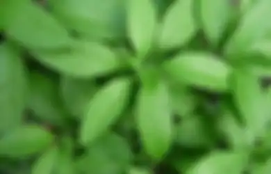 Ini 18 Manfaat Tanaman Obat Daun Dewa yang Sering Dikenal Sebagai Sambung Nyawa, Salah Satunya untuk Hilangkan Flek Hitam di Wajah