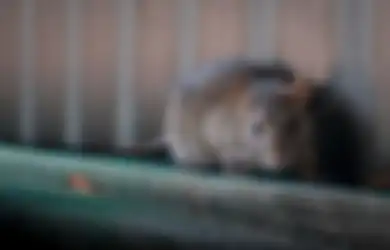 Kalau Jebakan Tikus Sudah Tidak Lagi Mempan, Coba Gunakan Bahan-bahan Berikut untuk Mengusir Tikus dari Rumah Anda