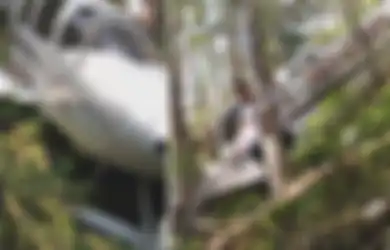 Kisah Seorang Dokter Terdampar di Hutan Mendapat Keajaiban Setelah Pesawatnya Mendarat Darurat,  Seorang Nenek Mengubah Jalan Hidupnya Lewat Doanya