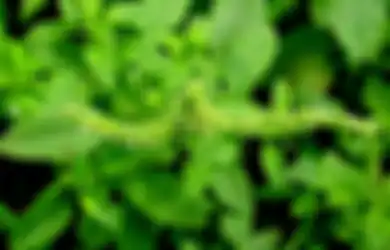 Ini 10 Manfaat Tanaman Obat Daun Bayam Duri, Salah Satunya Tingkatkan Asupan Protein Nabati