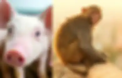 Seperti Inilah Penampakan Makhluk Campuran Babi dan Monyet Pertama di Dunia