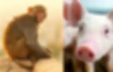 Pertama Kali Terjadi, Begini Jadinya Kalau Monyet dan Babi di Kawin Silang