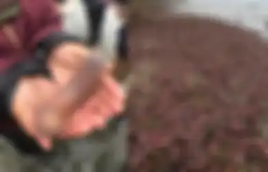 Ribuan 'Kemaluan Pria' Ini Tersebar Rata Menutupi Pantai, Mereka Bahkan Menghasilkan Jaring Lendir yang Lengket dan Terlihat Seperti Ubur-ubur