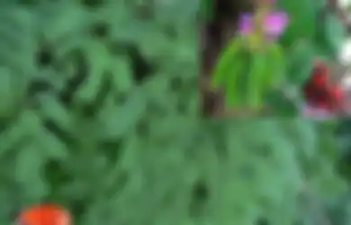 Siapa Sangka Tanaman Liar Ini Punya Banyak Manfaat, Inilah 9 Manfaat Daun Saga: Atasi Panas Dalam hingga  Meningkatkan Nafsu Makan