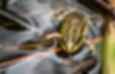 Tangisan Lantang Bak Halilintar Tiba-tiba Menggema di Langit, Keesokan Harinya Ribuan Jasad Makhluk Ini Ditemukan Bergelimpangan, 'Perang Saudara' Diduga Jadi Penyebabnya