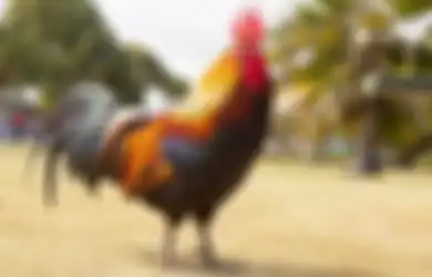 Tak Heran Sampai Ditawar Rp 130 Juta, Pemilik Bocorkan Keistimewaan Ayam Peliharaannya, Ternyata Lain Daripada yang Lain!