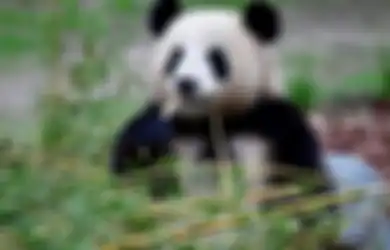 Mau Tahu Kenapa Bayi Panda Seukuran Tikus Padahal Induknya Seukuran Jumbo? Ini Jawaban Para Ahli!