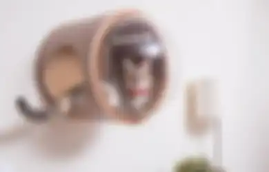 Waspadai, Inilah Jenis Penyakit Mematkan yang Sering Dialami Kucing