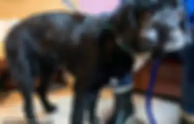 Berwajah Miring, Anjing Ini Sedang Mencari Orang Tulus untuk Mengadopsinya