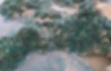 Jadi Buah Simalakama, Jutaan Kerang Hijau Terdampar di Pantai Karawang, Catat Ini Batas Jumlah Kerang Hijau yang Boleh Dikonsumsi Agar Tak Picu Kanker