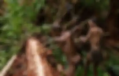 Menguak Kehidupan Rahasia Suku Korowai, Suku Pemangsa Sesama Terakhir yang Hidup di Pedalaman Papua Jauh dari Kehidupan Modern, Simak Apa yang Mereka Ketahui Tentang 'Orang Modern'