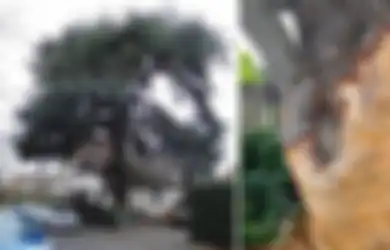 Rusak Pohon di Halaman Rumahnya Sendiri, Pria Ini Kena Denda Hingga Rp1 Miliar, Ternyata Pohon itu Bukan Pohon  Sembarangan