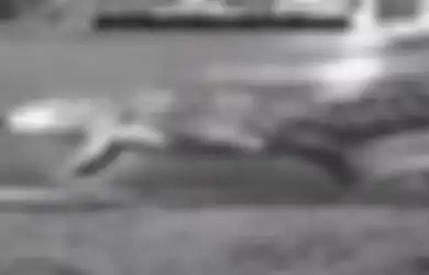 Video Mengerikan, Baru Ketahuan Bahwa Buaya Ternyata Mampu Berlari Seperti Kuda hingga Kecepatan 17 Km/jam, Ilmuwan: Manuver yang Baik