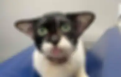 Kucing Ini Menghebohkan Internet Akibat Kelucuannya Membingungkan Warganet Karena Mirip Dua Tokoh Imajinatif Di Harry Potter Dan Star Wars