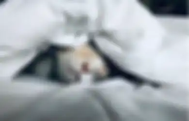 Salah Satunya Jadi Antena, Ternyata Ini Fungsi Kumis pada Kucing!