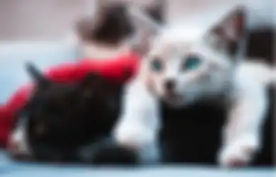 Kucing Juga Bisa Menstruasi Lho! Kenali Siklus dan Tanda-tandanya!