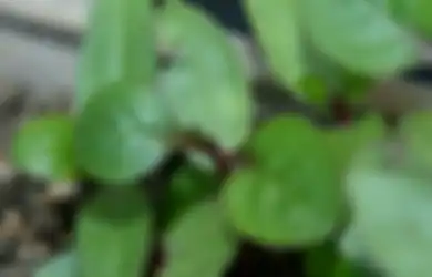 Sembuhkan Wasir hingga Usir Jerawat, Ini Manfaat Daun Binahong yang Bisa Bikin Ketagihan