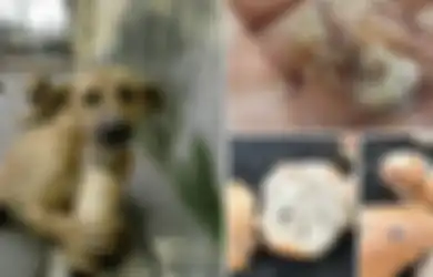 Menyedihkan, Anjing-anjing Liar Ini Sengaja Diberi Makanan dengan Paku di Dalamnya dengan Tujuan yang Keji Seperti Ini
