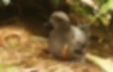 Menggerogoti Habis Jari Kaki hingga Merusak Paruh, Anak-anak Burung Ini Diserang Penyakit Misterius yang Ternyata Datang dari Sini dengan Racun Penghancur Mengerikan! 