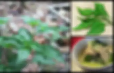 8 Manfaat Daun Cabai yang Harus Anda Ketahui, Ternyata Dapat Mengelola Diabetes Loh, Apa Lagi Ya?