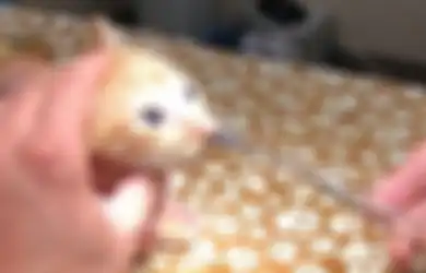 Kesulitan Bernapas, Dokter Berhasil Mengambil Serangga Besar Hidup Dari Hidung Kucing Ini, Kok Bisa?